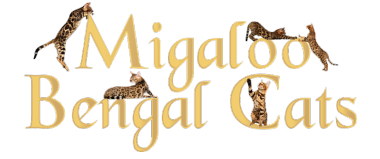 Migaloo Bengal Cats logo