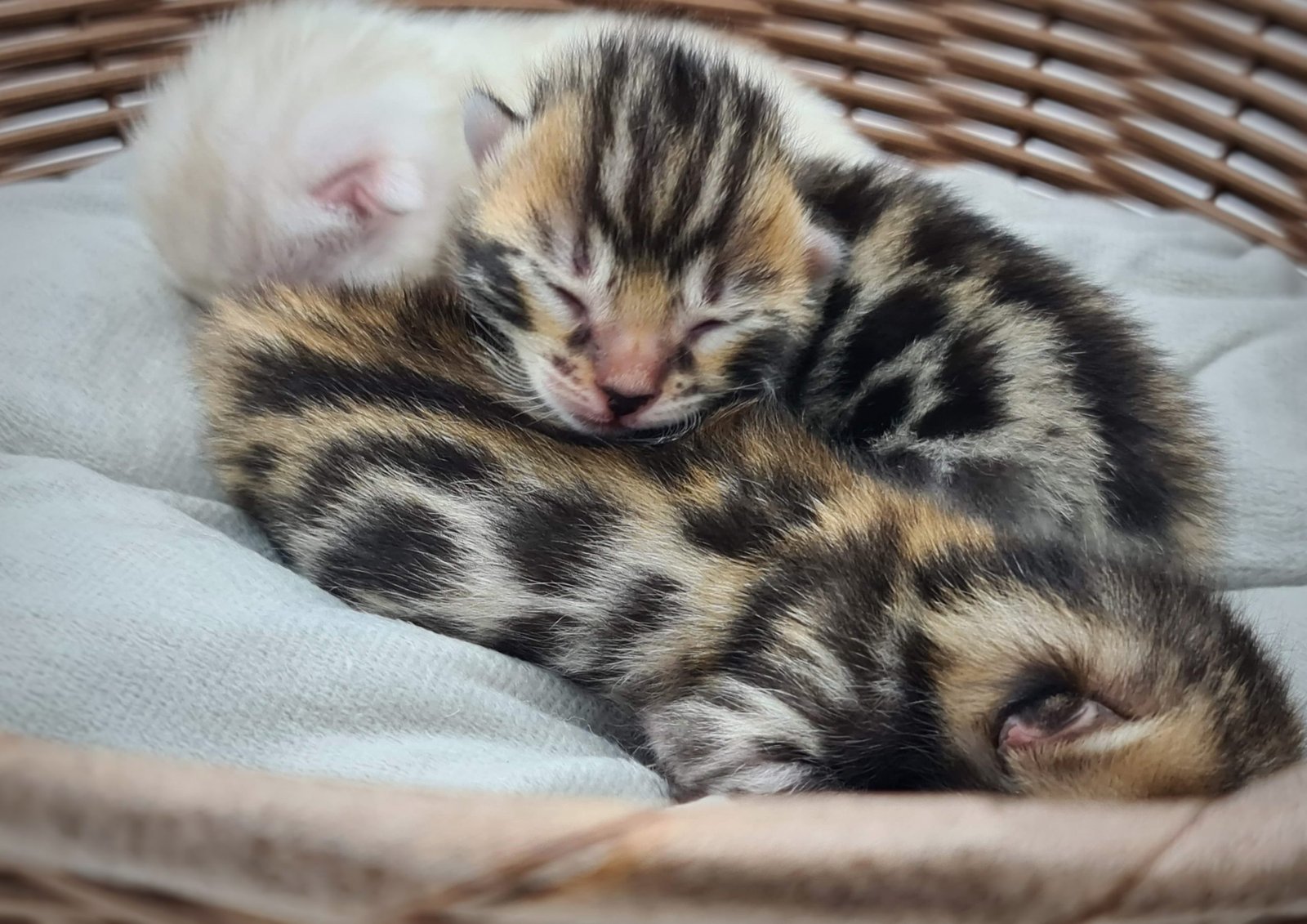 Bengal kittens available  Bengal kittens available now